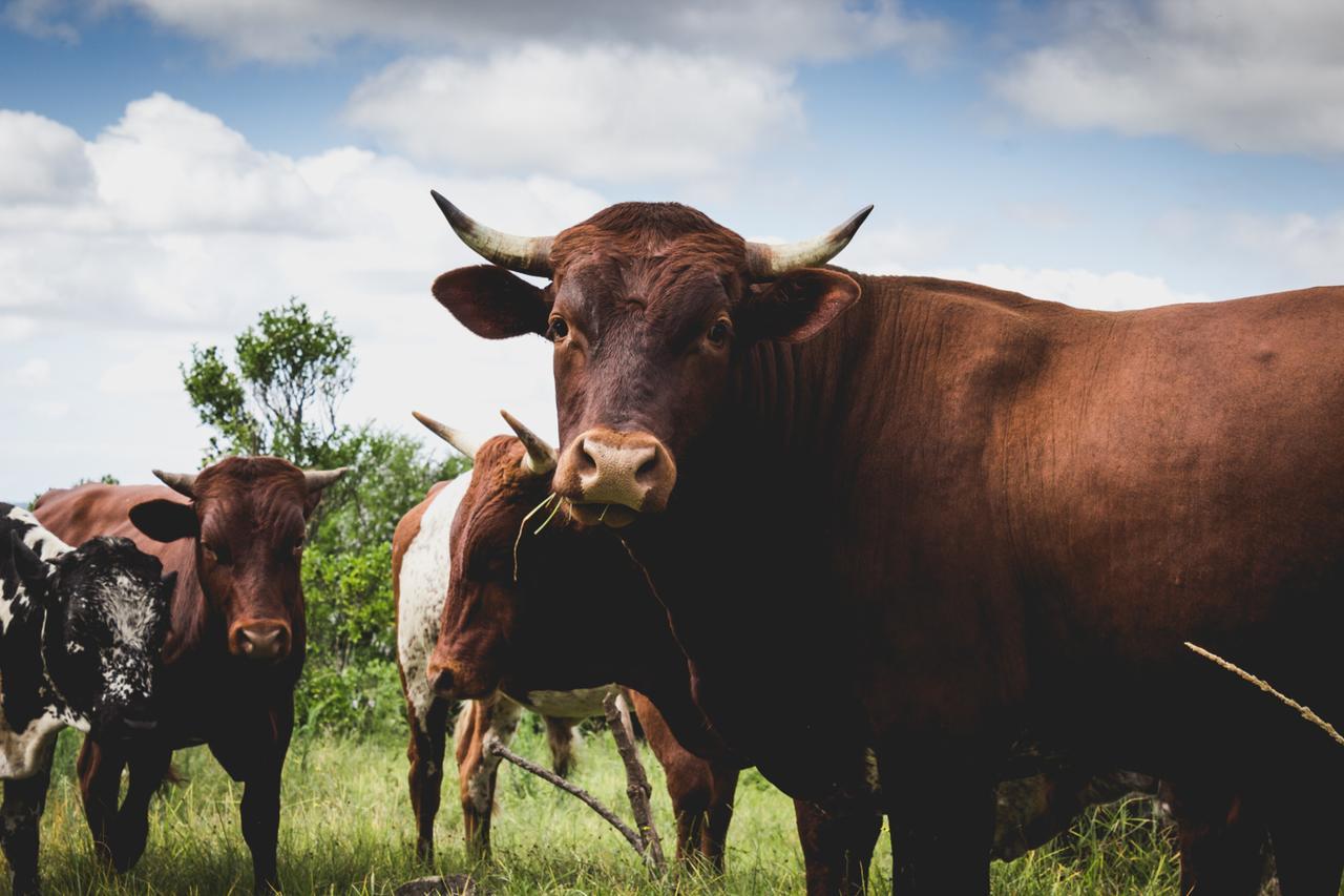 Oribi Gorge Guest Farm Hotel Glendale Ngoại thất bức ảnh